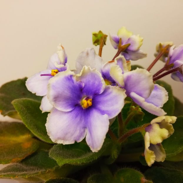  - Soiuri industriale-yyy