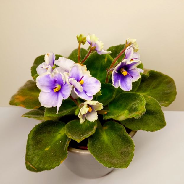  - Soiuri industriale-yyy