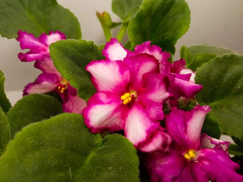  - Soiuri industriale-yyy