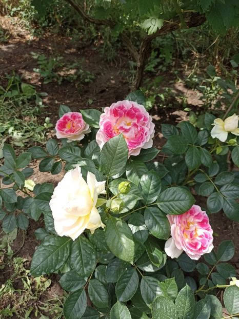 2022 - 7.06 - Guernsey