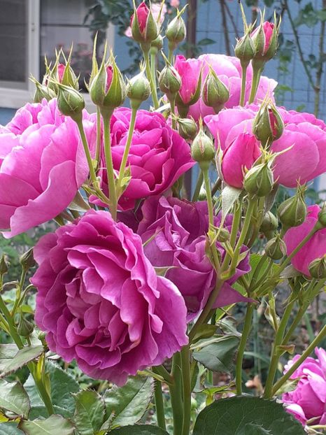  - Minerva 2021 - 2022