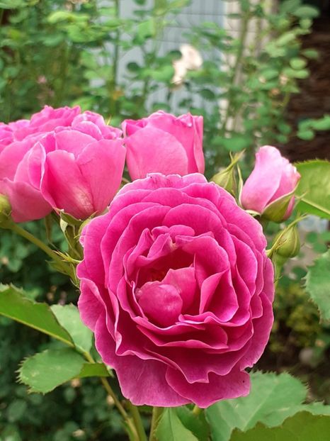  - Minerva 2021 - 2022