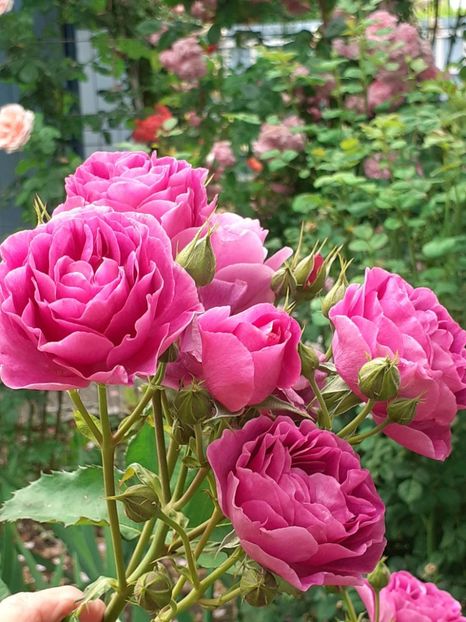  - Minerva 2021 - 2022