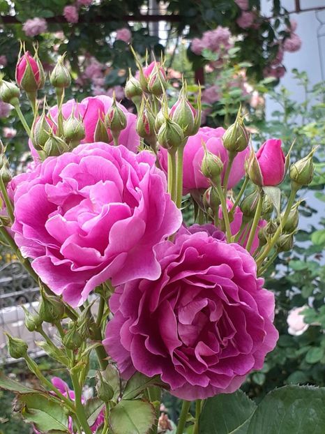  - Minerva 2021 - 2022