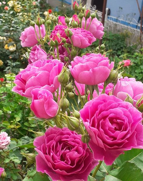  - Minerva 2021 - 2022