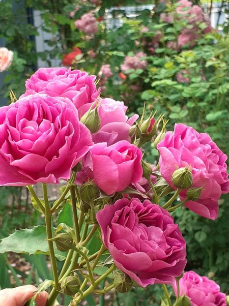  - Minerva 2021 - 2022