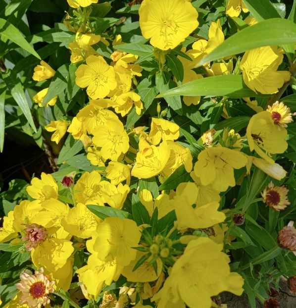  - Sub tutela soarelui