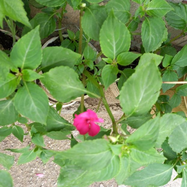  - Sub tutela soarelui