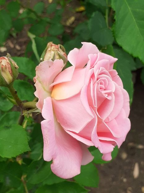 Al doilea trandafir Ashley , plantat în toamna trecută! - Ashley 2022- 2023