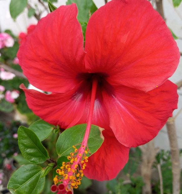  - hibiscusi