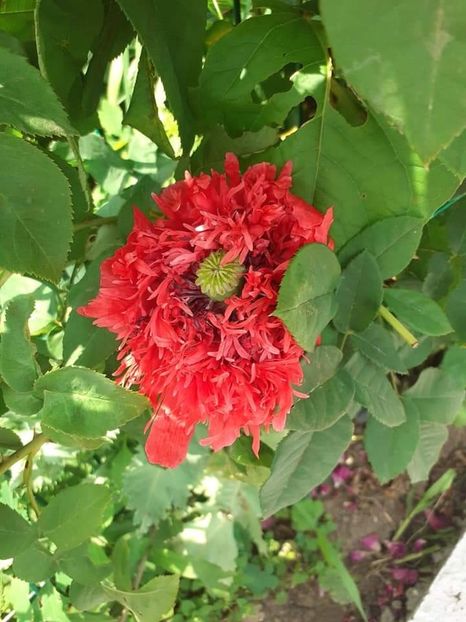  - Trandafiri pictati iunie 2022