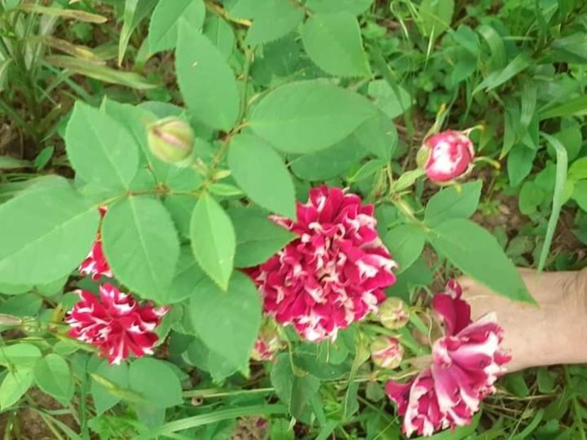  - Trandafiri pictati iunie 2022