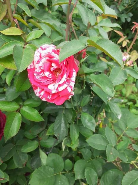  - Trandafiri pictati iunie 2022