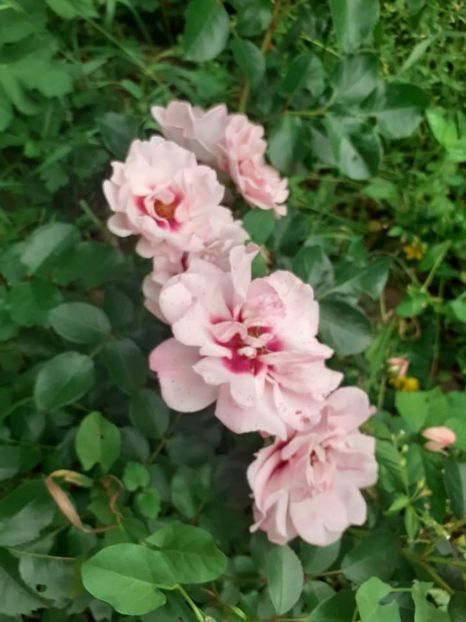  - Trandafiri pictati iunie 2022