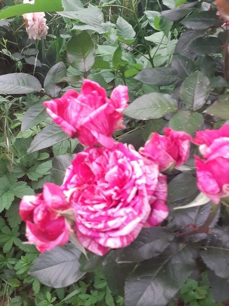  - Trandafiri pictati iunie 2022