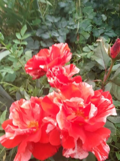  - Trandafiri pictati iunie 2022