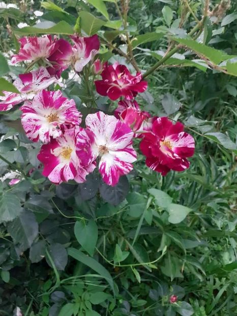  - Trandafiri pictati iunie 2022