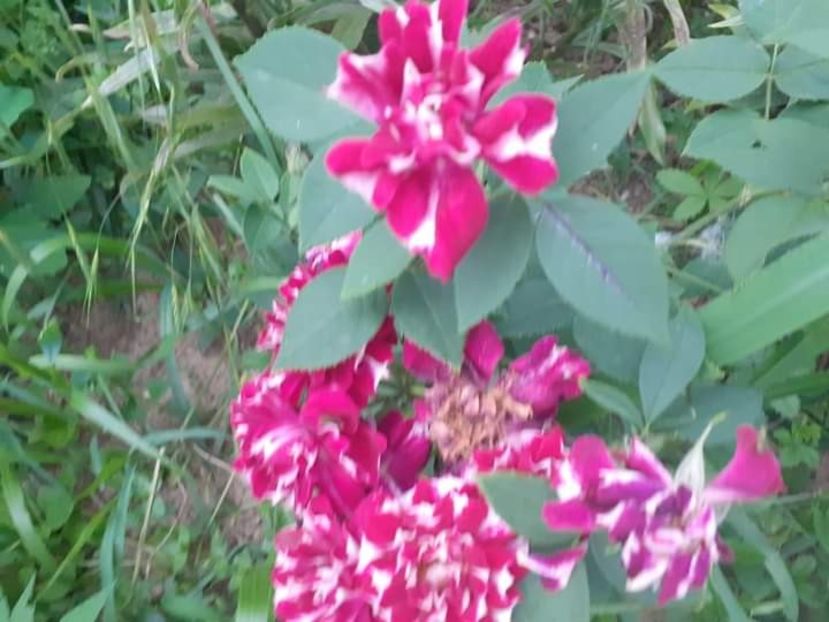  - Trandafiri pictati iunie 2022