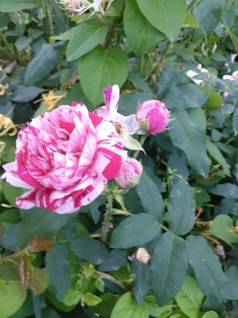  - Trandafiri pictati iunie 2022