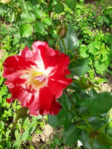  - Trandafiri pictati iunie 2022