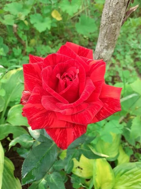  - Trandafiri pictati iunie 2022