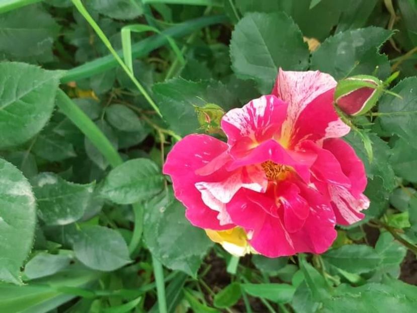  - Trandafiri pictati iunie 2022