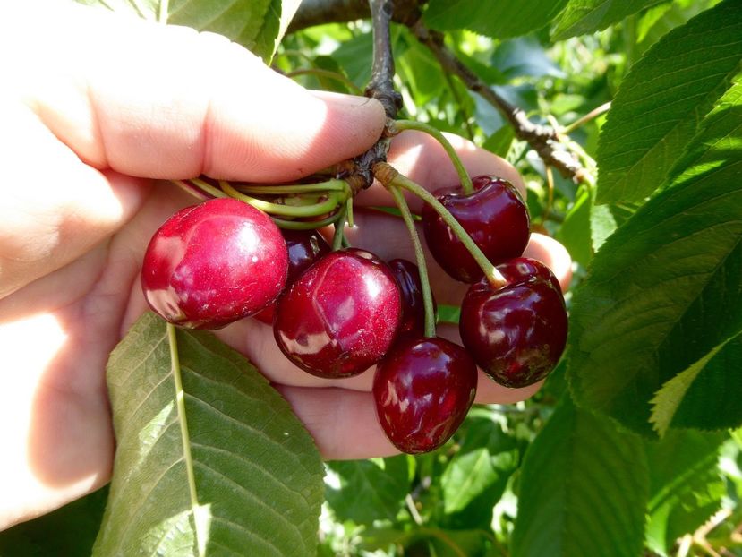 11ciresedemai2022 - Cirese de Mai