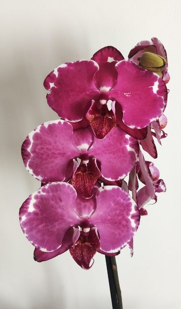  - Phalaenopsis 2