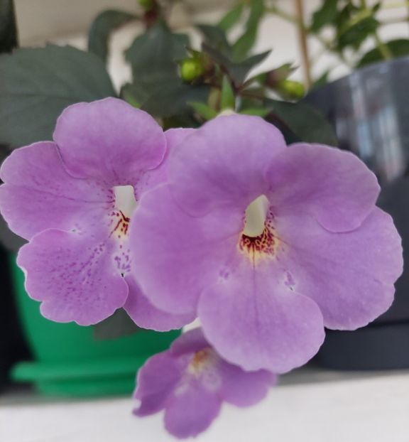 TEXAS SPOTTED LEOPARD - AAA RIZOMI ACHIMENES DISPONIBILI -2023