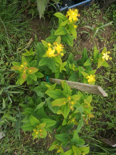  - Gradina flori 2025