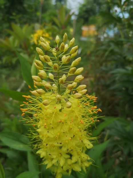 eremurus galben - Gradina flori 2025