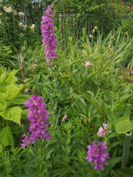 rachitan - Gradina flori 202t