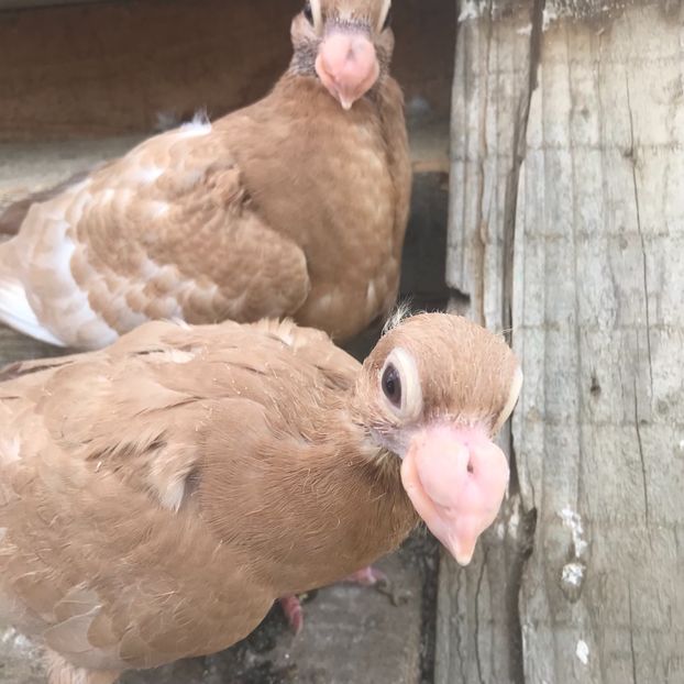 AEE9CB90-12C0-4745-9ED9-A6EA1DE022F2 - Tineret 2022