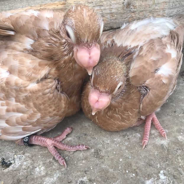 5C3D5189-A0B4-4412-A50F-DB15234EAB26 - Tineret 2022