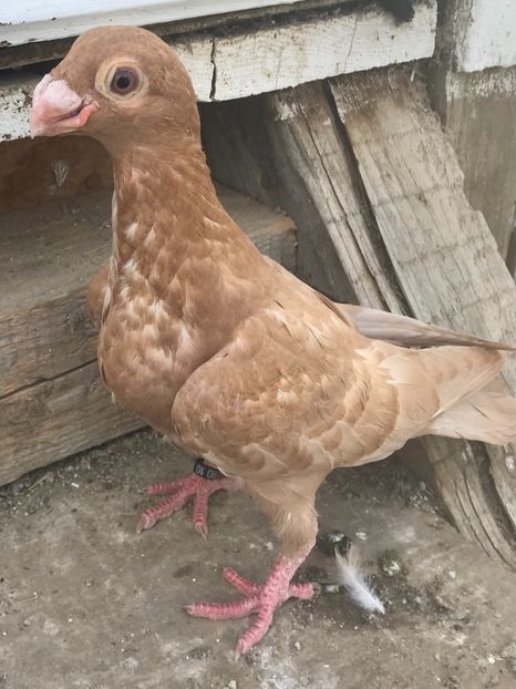 50F73201-5B71-4625-B521-CCB895D2691F - Tineret 2022