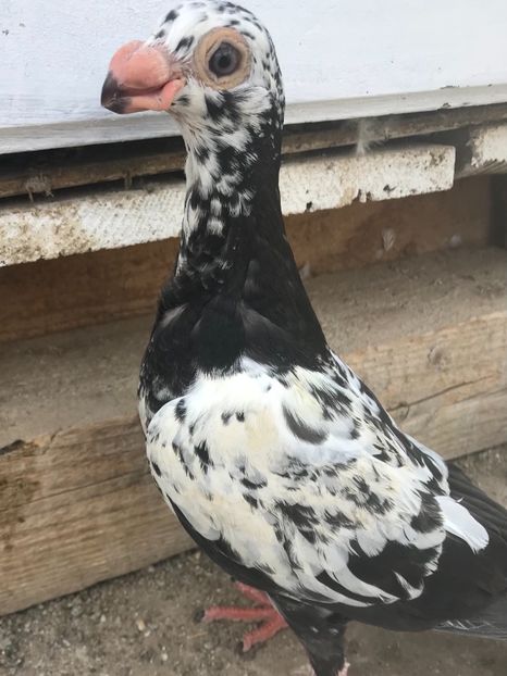 C2974D6F-D223-47BB-BC8F-2815BFF506BB - Tineret 2022