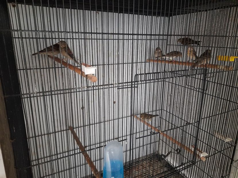  - Pui hibrizi petrusi 2022