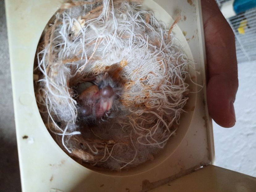  - Pui hibrid sticlete 2022