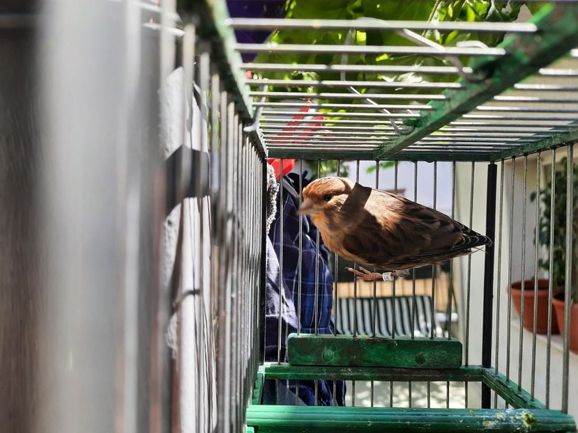  - Bastard petrusi 2021