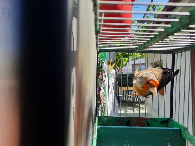  - Bastard sticlete 2021