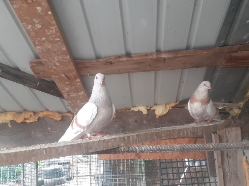 20220529_102538(0) - 9-Dungat Romanesc