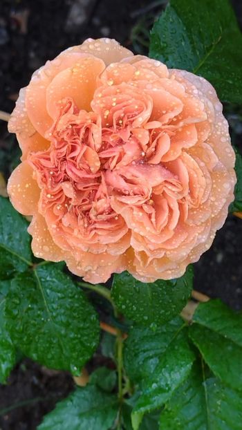 IMG-20220607-WA0039 - Colt de rai 2022