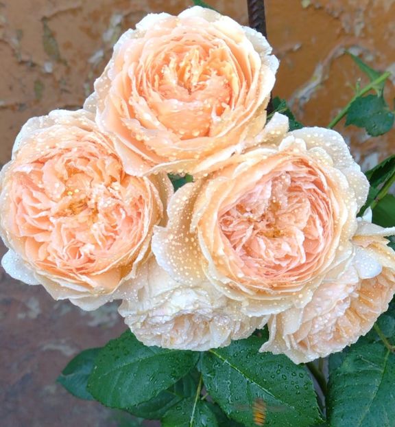 IMG-20220607-WA0041 - Colt de rai 2022