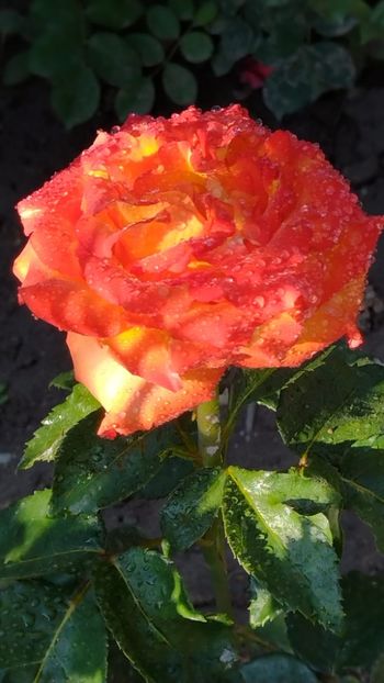 IMG-20220607-WA0036 - Colt de rai 2022