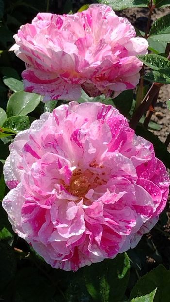 IMG-20220607-WA0019 - Colt de rai 2022