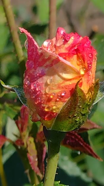 IMG-20220607-WA0010 - Colt de rai 2022