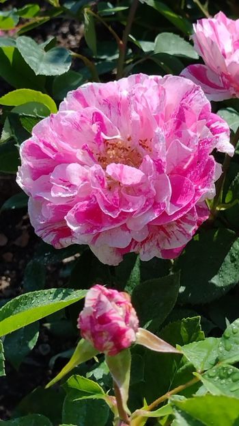 IMG-20220607-WA0009 - Colt de rai 2022