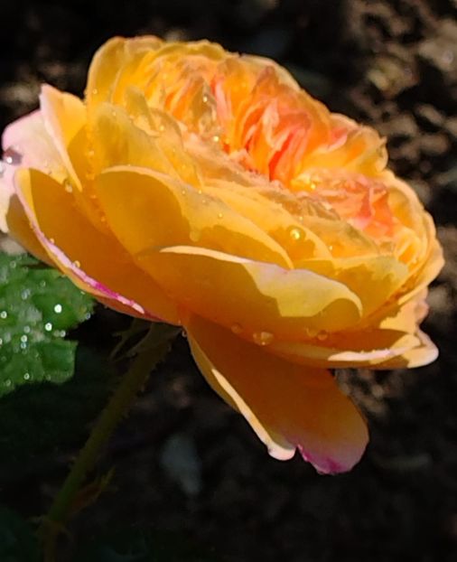 IMG-20220603-WA0017 - Colt de rai 2022