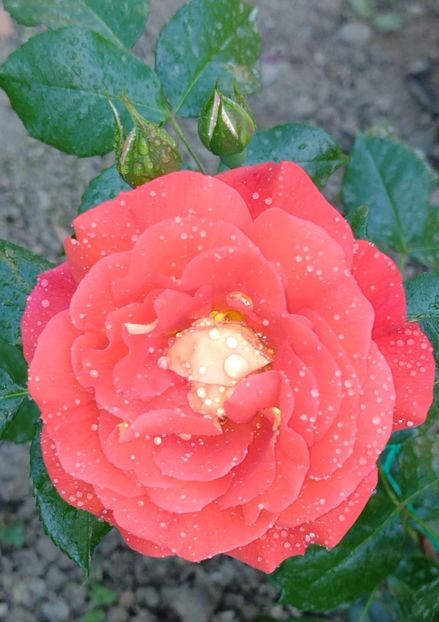 IMG-20220603-WA0024 - Colt de rai 2022