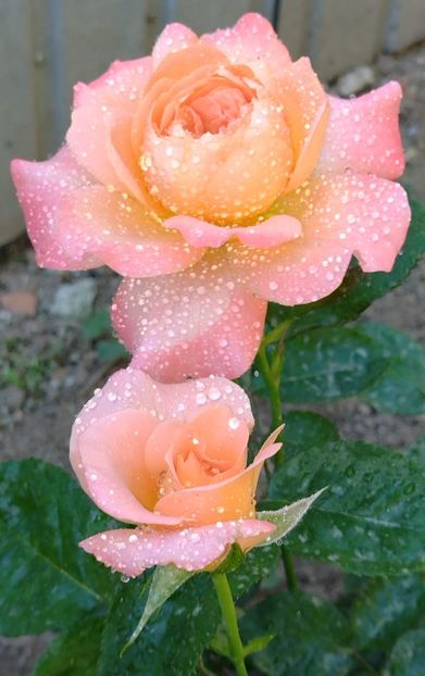 IMG-20220603-WA0028 - Colt de rai 2022